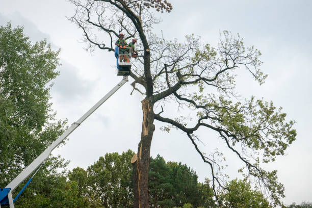 Best Storm Damage Tree Cleanup  in Belfair, WA