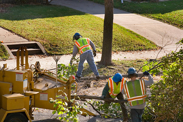 Best Tree Risk Assessment  in Belfair, WA