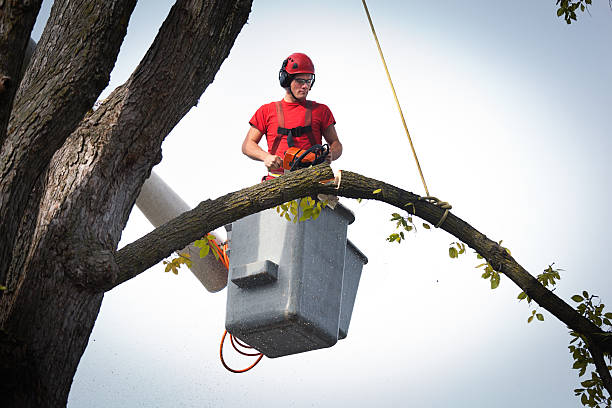 Best Palm Tree Trimming  in Belfair, WA